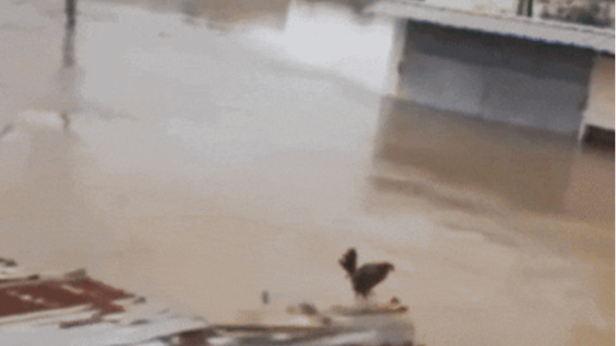 Wilson the Rooster Back in the Spotlight With Trending Content