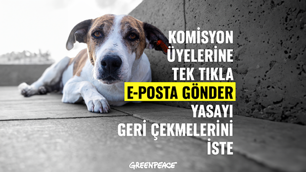 Sivil Toplum Kuruluşlarından Başıboş Sokak Köpeklerine Yönelik Düzenlemeye Tepki